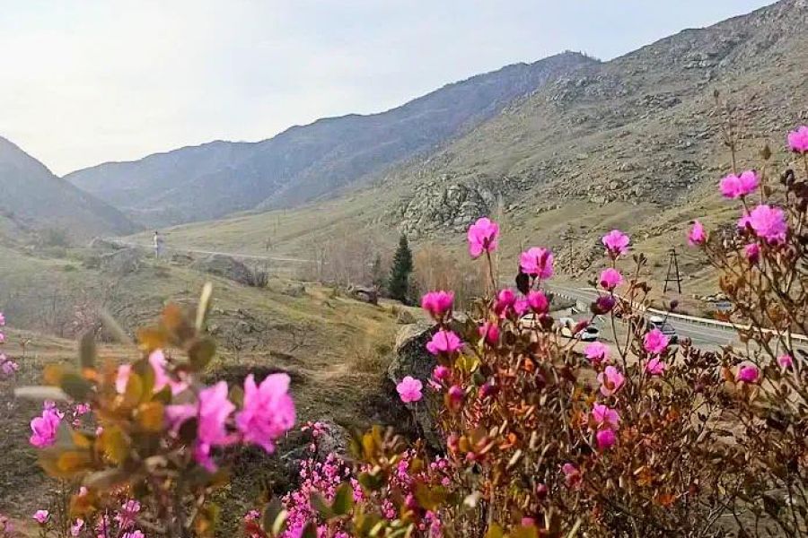 ПРОАлтай: Цветение Маральника