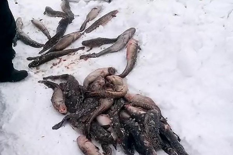 Озеро Майниц - жемчужина Чукотки (март-апрель, подлёдная рыбалка)