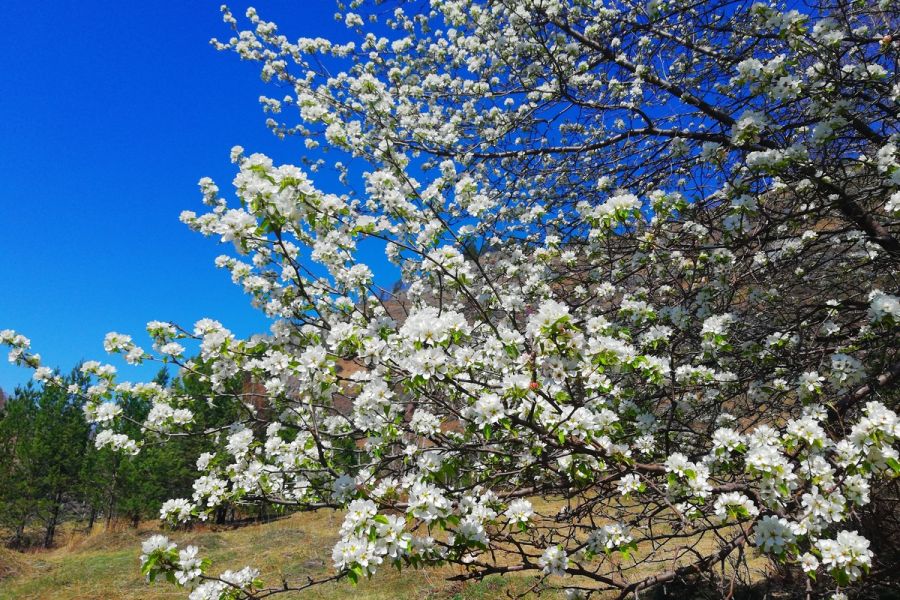 Цветение маральника на Алтае. Алтай весенний.