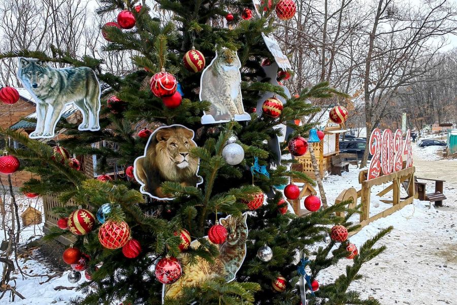 Тур "Зимний Владивосток: лучшее за 4 дня"