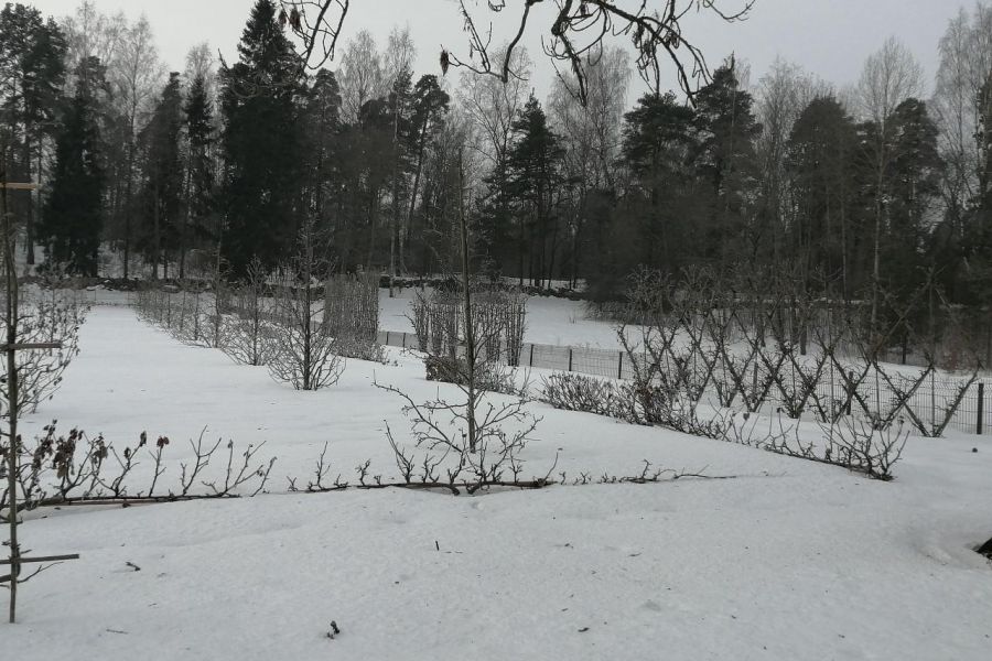 Экскурсия в Выборг с посещением Замкового острова и парка Монрепо