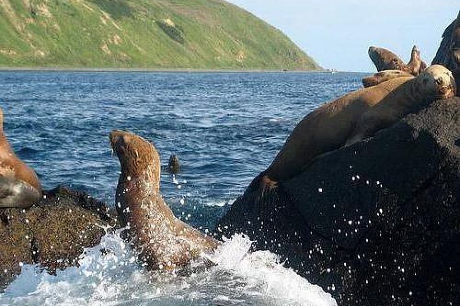 Морская экскурсия на остров Монерон