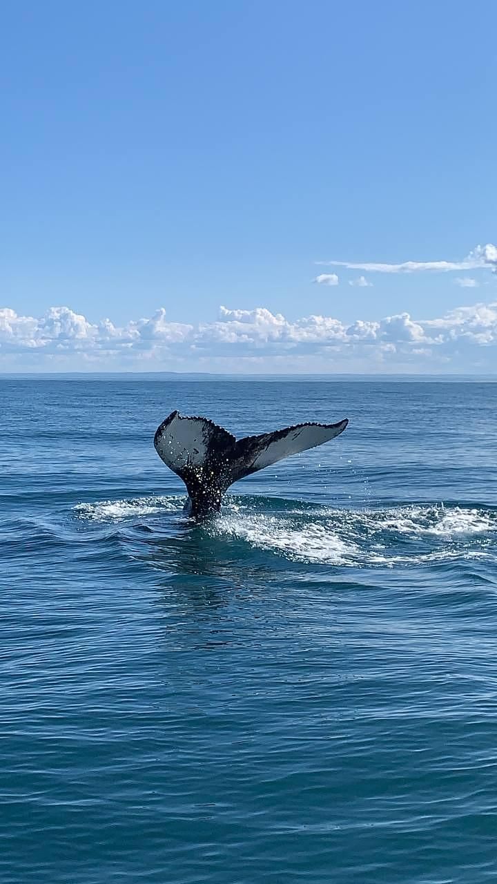 В поисках китов и касаток