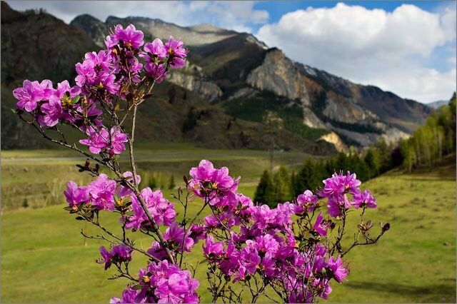Цветение маральника на Алтае. Алтай весенний.